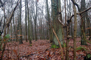 Lamb-Spring Wood January 2010